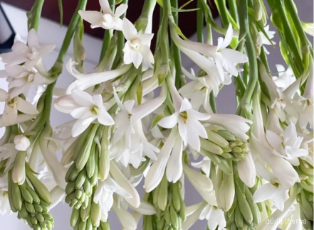 augmented_Polianthes tuberosa flower10_rotated_180.jpeg